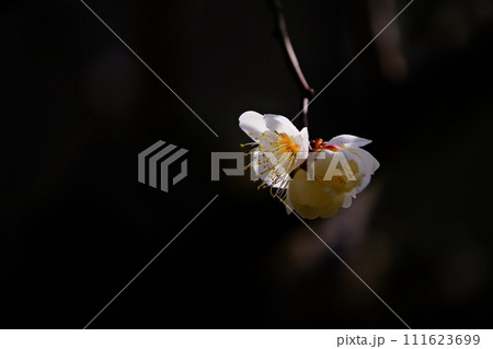 春の光に輝く梅の花 111623699