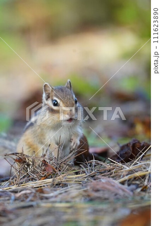 立ち姿が可愛いシマリス 111623890