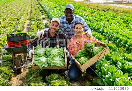 Group photo of cheerful farmers with lettuce 111623989