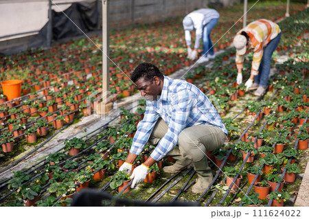 African American owner of glasshouse checking potted strawberry bushes 111624022