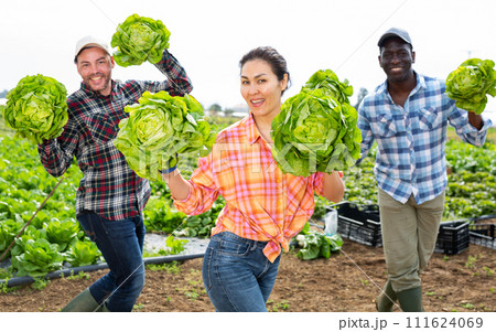 Cheerful farmers dancing with harvested lettuce in hands in field 111624069