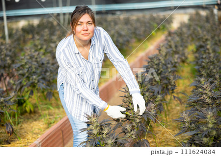 Female gardener performing pruning of cannabis plants in glasshouse Female gardener performing pruning of cannabis plants in glasshouse 111624084