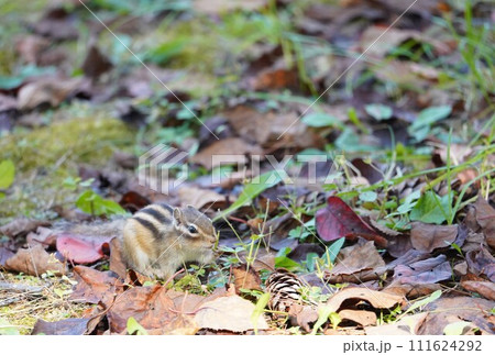 落葉の中を駆けるシマリス 落葉の中を駆けるシマリス 111624292