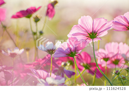 秋桜の日光浴 111624528