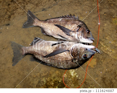 落とし込み釣りで黒鯛が釣れた 111624887