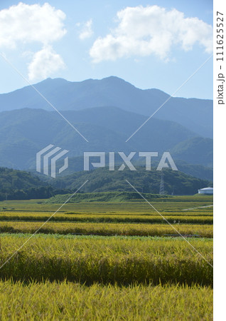 黄金色に実った田んぼ（佐渡島／新潟県） 111625527