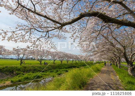 草場川の桜並木(福岡県筑前町) 草場川の桜並木(福岡県筑前町) 111625806