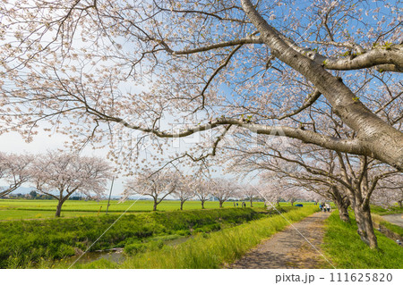 草場川の桜並木(福岡県筑前町) 草場川の桜並木(福岡県筑前町) 111625820