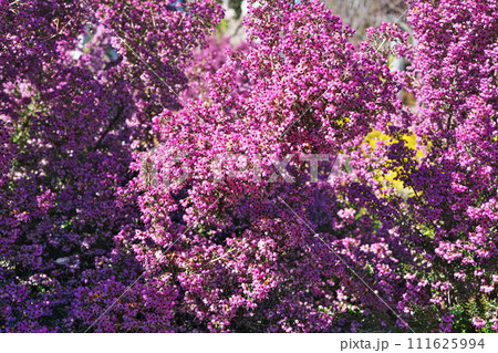 ピンクのジャノメエリカの花（冬、二月） 111625994