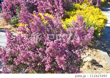 ピンクのジャノメエリカの花（冬、二月） 111625995