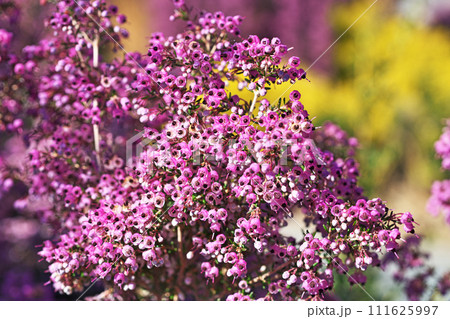 ピンクのジャノメエリカの花（冬、二月） 111625997