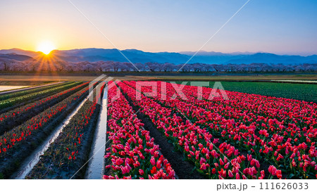 あさひ舟川（春・夜明け） 111626033