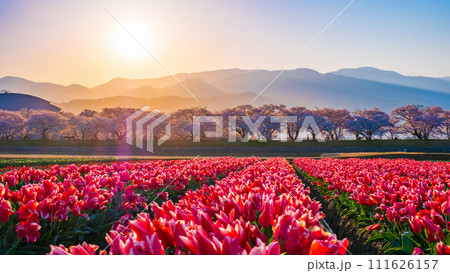 あさひ舟川（春・夜明け） 111626157