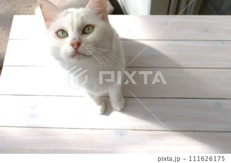 見つめる猫 見つめる猫 111626175