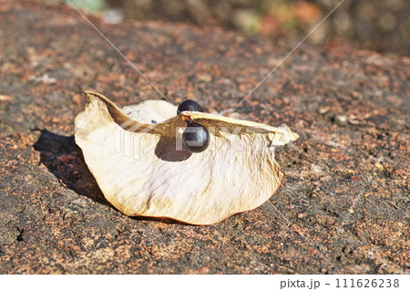 タイワンモクゲンジの種（冬、二月） 111626238