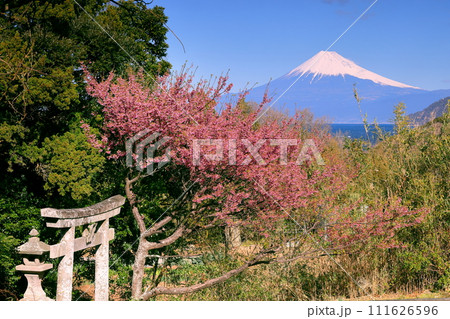 静岡県伊豆市小下田 下り宮の下村三島神社鳥居前に咲く早咲きの土肥桜と冠雪した世界文化遺産の富士山 静岡県伊豆市小下田 下り宮の下村三島神社鳥居前に咲く早咲きの土肥桜と冠雪した世界文化遺産の富士山 111626596