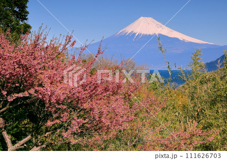 静岡県伊豆市小下田　下り宮の下村三島神社鳥居前の早咲き土肥桜と駿河湾越しの冠雪した世界文化遺産富士山 111626703