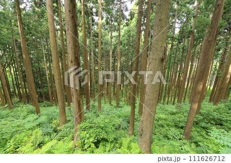 杉林 杉林 111626712