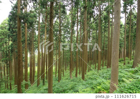 杉林 杉林 111626715