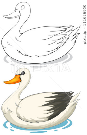 Graceful Swan Before and After Illustration 111626950