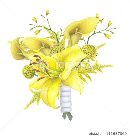 Lilies Yellow flower, calla lilies, craspedia, Solidago bouquet isolated on white background. Watercolor hand drawn botanic illustration. Art design wedding invitation, greeting card, decoration 111627069