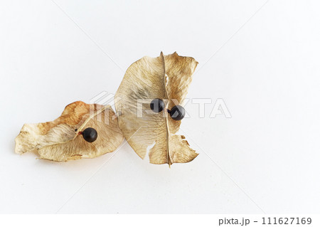 タイワンモクゲンジの種(冬、二月) タイワンモクゲンジの種(冬、二月) 111627169