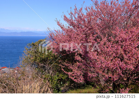 静岡県伊豆市八木沢　西伊豆歩道丸山コース里山園地の早咲き土肥桜と駿河湾越しの南アルプス 111627515