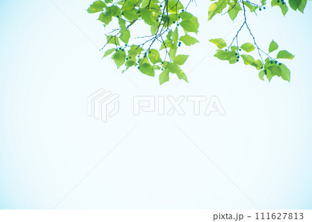 爽やか春の芽吹き 新緑 111627813