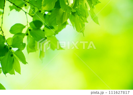 爽やか春の芽吹き 新緑 111627817