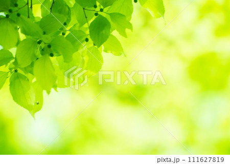 爽やか春の芽吹き 新緑 111627819