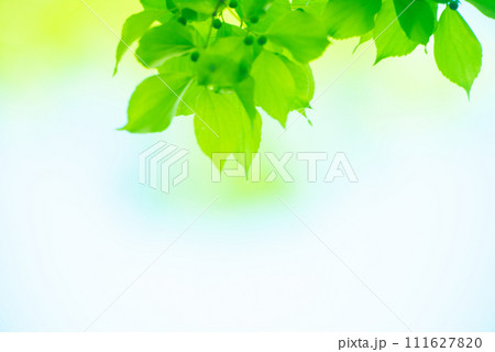 爽やか春の芽吹き 新緑 爽やか春の芽吹き 新緑 111627820