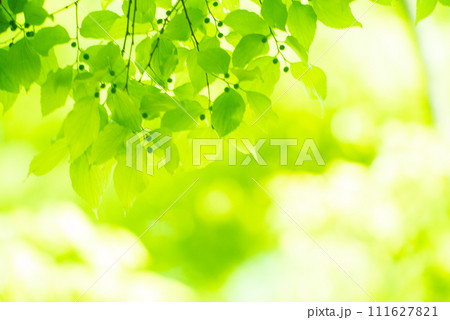 爽やか春の芽吹き 新緑 爽やか春の芽吹き 新緑 111627821