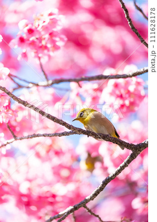寒緋桜とメジロ 寒緋桜とメジロ 111628178