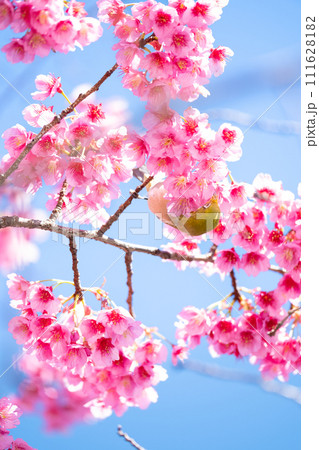 寒緋桜とメジロ 111628182