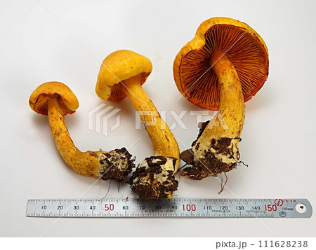 キイロオオフウセンタケの標本写真 キイロオオフウセンタケの標本写真 111628238
