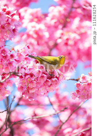 寒緋桜とメジロ 111628254