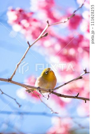 寒緋桜とメジロ 111628255