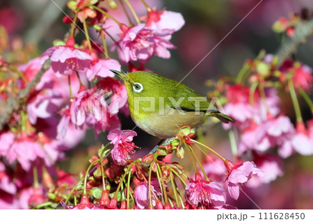 静岡県伊豆市土肥地区　ピンクが鮮やかな早咲きの土肥桜にとまるメジロ 111628450