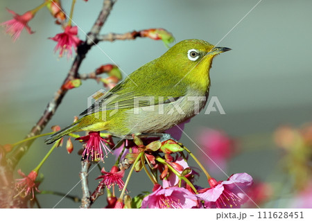 静岡県伊豆市土肥地区　ピンクが鮮やかな早咲きの土肥桜にとまるメジロ 111628451
