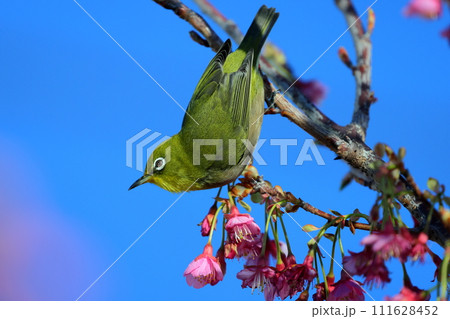 静岡県伊豆市土肥地区　ピンクが鮮やかな早咲きの土肥桜にとまるメジロ 111628452
