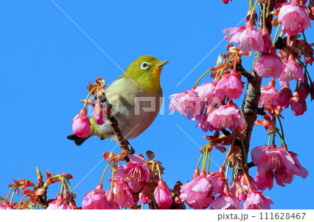 静岡県伊豆市土肥地区　ピンクが鮮やかな早咲きの土肥桜にとまるメジロ 111628467