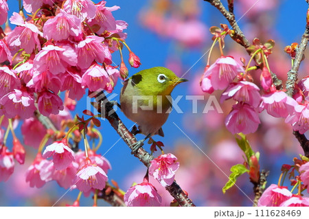 静岡県伊豆市土肥地区 ピンクが鮮やかな早咲きの土肥桜にとまるメジロ 静岡県伊豆市土肥地区 ピンクが鮮やかな早咲きの土肥桜にとまるメジロ 111628469