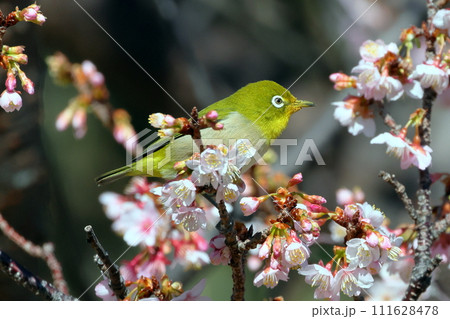 静岡県伊豆市土肥地区 ピンクが鮮やかな早咲きの土肥桜にとまるメジロ 静岡県伊豆市土肥地区 ピンクが鮮やかな早咲きの土肥桜にとまるメジロ 111628478