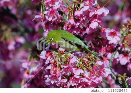 静岡県伊豆市土肥地区　ピンクが鮮やかな早咲きの土肥桜にとまるメジロ 111628483