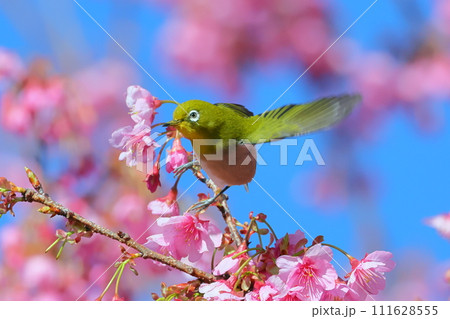 静岡県伊豆市土肥地区　ピンクが鮮やかな早咲きの土肥桜にとまって羽を広げるメジロ 111628555
