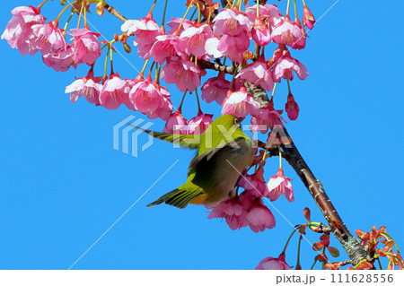 静岡県伊豆市土肥地区　ピンクが鮮やかな早咲きの土肥桜にとまって羽を広げるメジロ 111628556