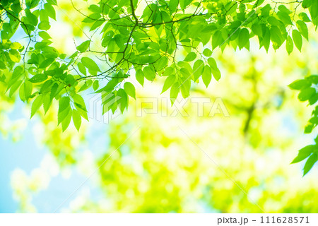 爽やか春の芽吹き 新緑 爽やか春の芽吹き 新緑 111628571