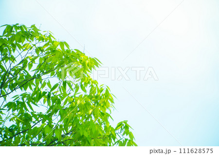 爽やか春の芽吹き 新緑 爽やか春の芽吹き 新緑 111628575