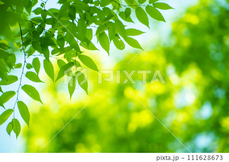 爽やか春の芽吹き 新緑 爽やか春の芽吹き 新緑 111628673