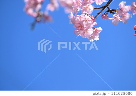 早春の寒桜 111628680